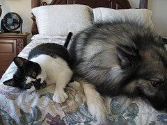 This looks like the dog(s) I grew up with and the cat I now own.  I miss my doggie!